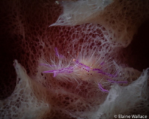 Hairy squat lobster Bunaken by Elaine Wallace 